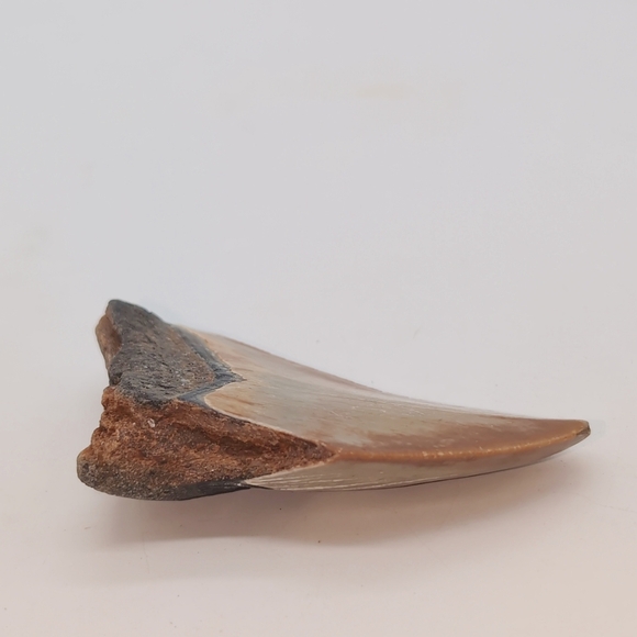 Real Otodus Megalodon Fossilized Shark Tooth 3 In Beautiful Colors - Picture 11 of 11